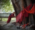 Индия. О священных деревьях (часть вторая)