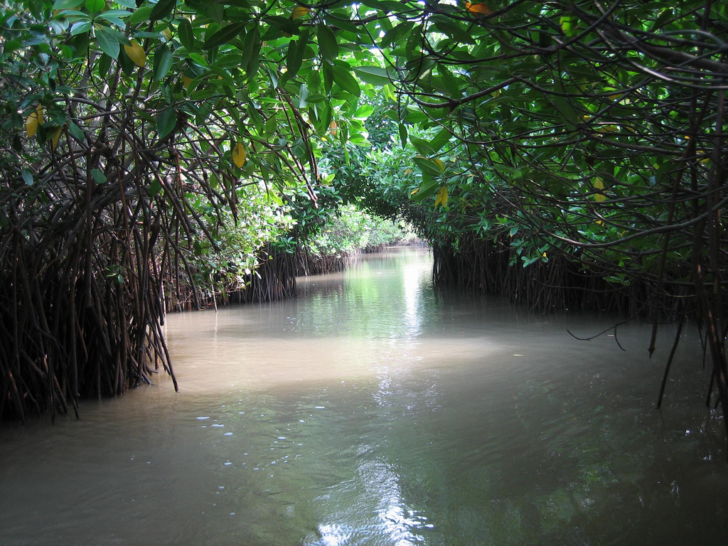 мангровые заросли